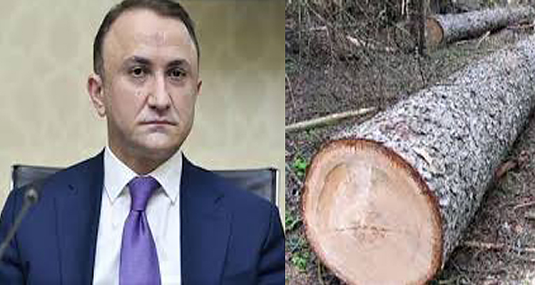 Nərimanov icra başçısı Elgin Həbibullayevin xəbəri yoxdur..... -Ağaclar kəsilir, obyekt tikiləcək?