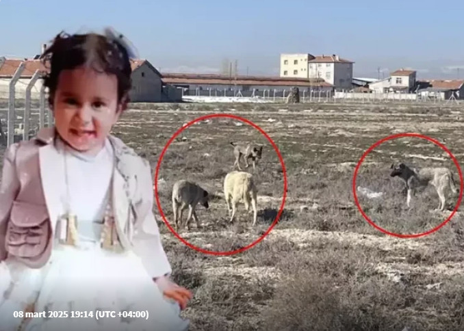 Küçə itləri 2 yaşlı qızı parçaladı