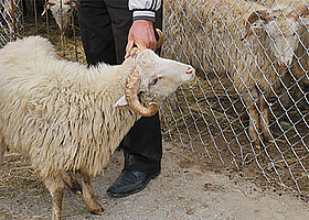 Azərbaycanda qurban kəsmək qadağan edilə bilər? – Şok səbəb