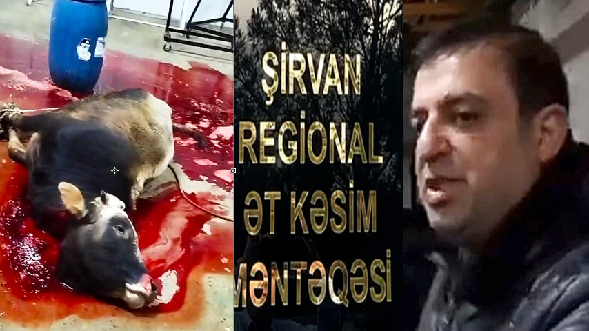 Şirvan Regional Ət Kəsim Məntəqəsində NƏ BAŞ VERİR: Sədr İsmayıl Tərlanov dövlətə meydan sulayır-VİDEO