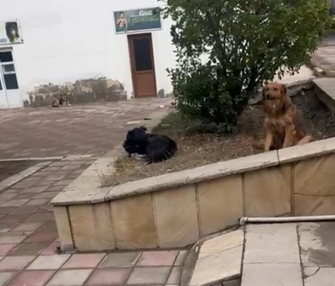 Şirvanda şəhər mərkəzinə itlər doluşub, qurumlar hara baxır
