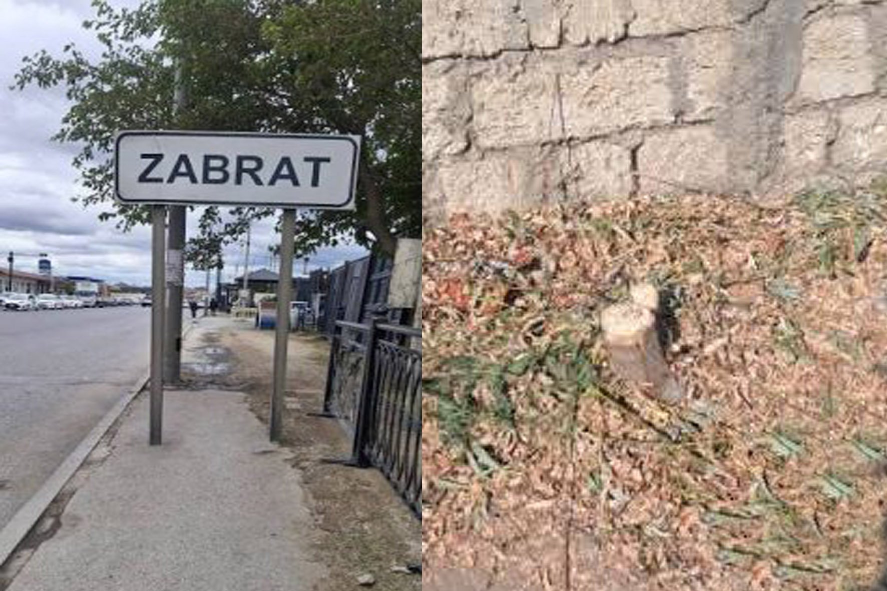 Zabratda BUDAMA adı altında yaşıl soyqırım... - FOTOFAKT
